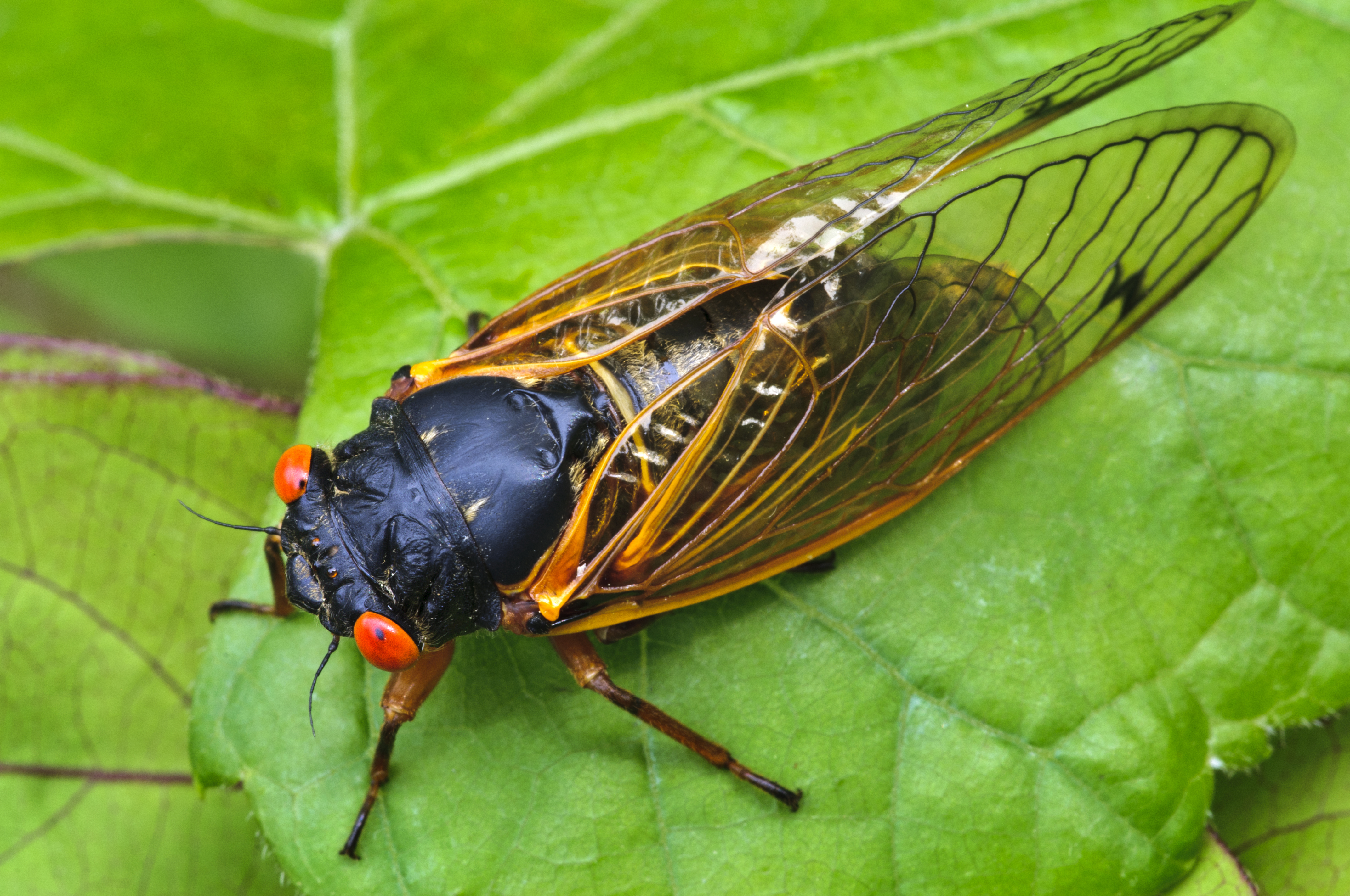 Cicadas Can Get as Loud as a Motorcycle, so Here's How to Handle the Noise