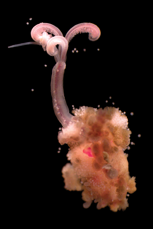 Osedax snotworm