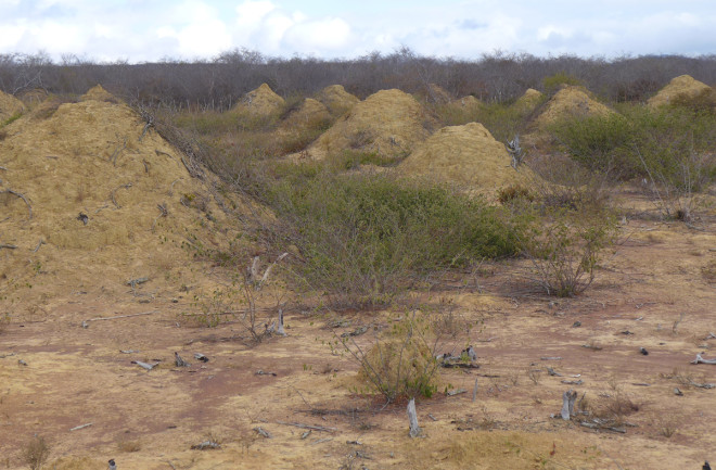 termite mounds