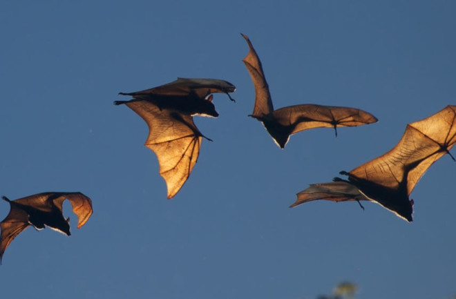 bats flying - flickr CC BY 4.0