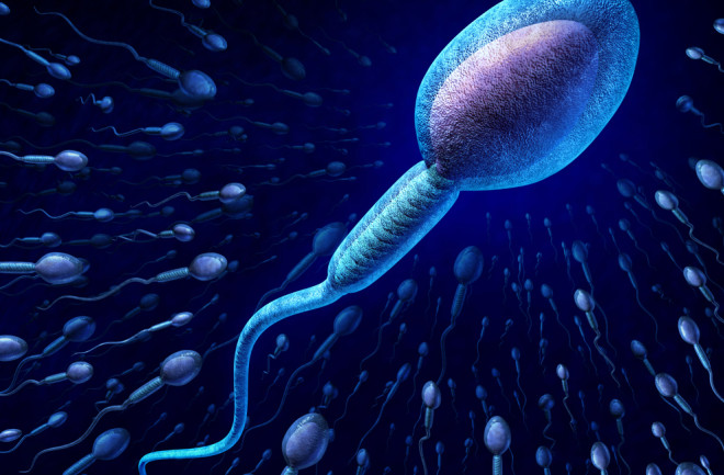 Sperm - Shutterstock