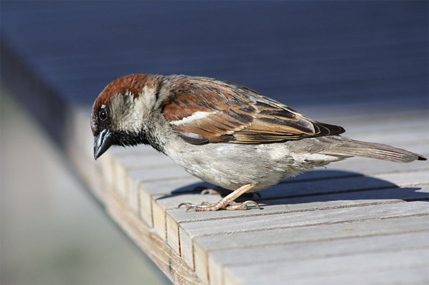 House_sparrow.jpg