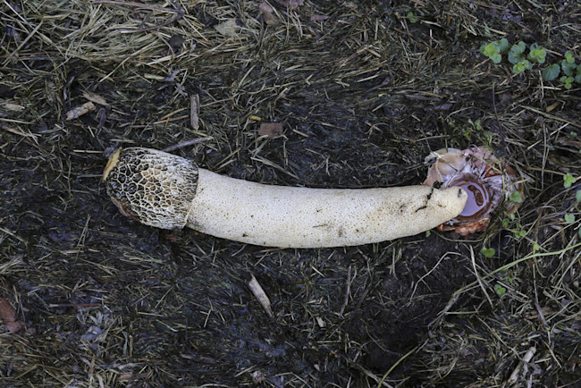 stinkhorn-mushroom.jpg