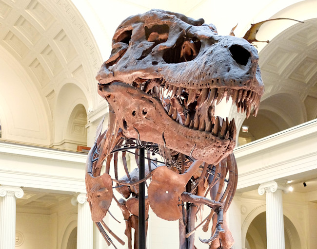 To Move Past Hand-Waving Theories, Scientists Disarm Sue the T. rex ...