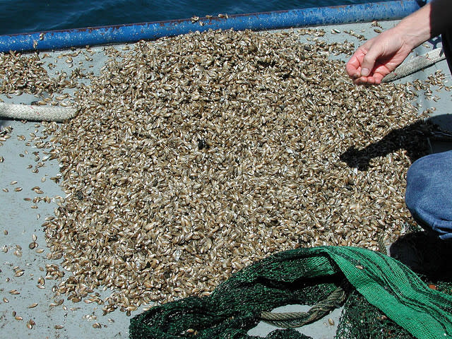 quagga-mussels