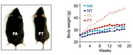 fat-mouse1.jpg