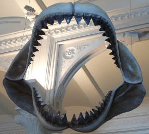 Megalodon_shark_jaws_museum_of_natural_history_068-300x269.jpg