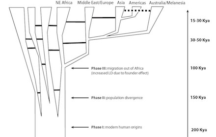tishkoff-tree440.jpg