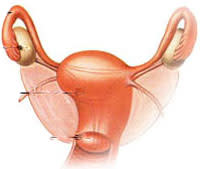 Ovary.jpg
