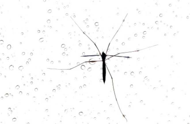 rainmosquito.jpg