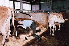 animals-grandin.jpg