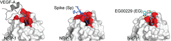 spike protein pain covid-19