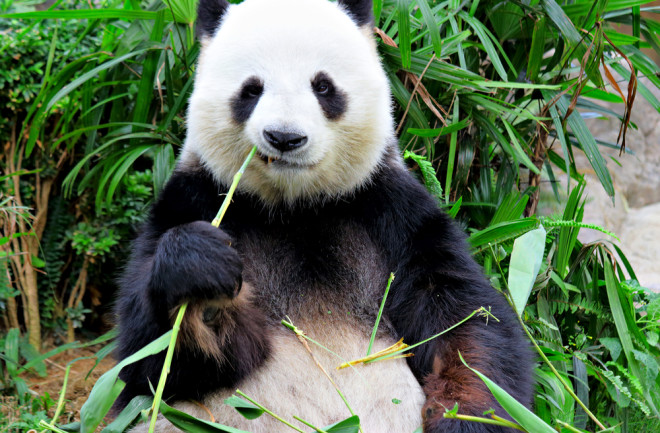 Panda with bamboo