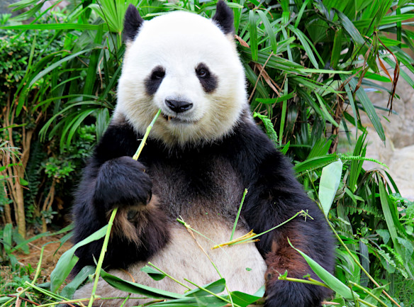 How Pandas Survive on a Diet of Only Bamboo | Discover Magazine