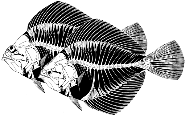 amphistium_drawings-600.jpg