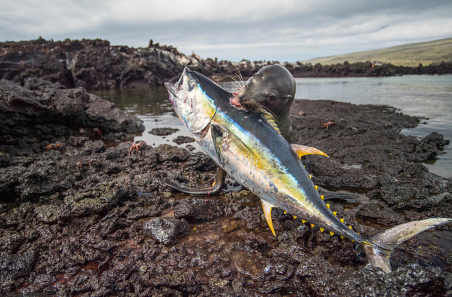 Using a small lava cove as trap, a small number of bulls have learned to round up pelagic yellowfin tuna, driving them into shallow nooks, where the exhausted fish often leap ashore in a last ditch attempt to escape. The oldest bull eats his fill after dispatching the prey with bites to nape and throat, while younger bulls take the scraps.
