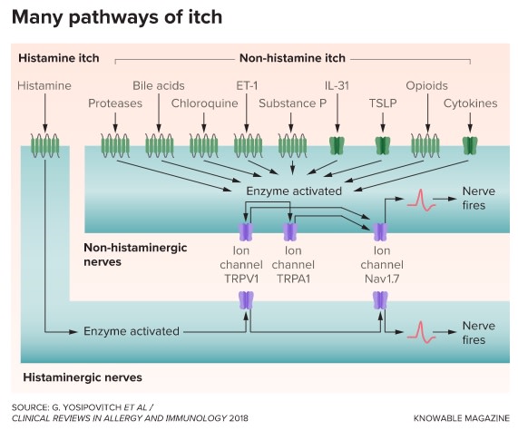 itch pathways