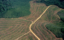 amazon-deforestation.jpg