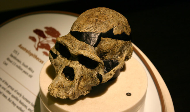 Australopithecus africanus skull as displayed at the Smithsonian Natural History Museum. (Credit:  Ryan Somma via Flickr)