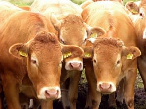 cows-300x225.jpg