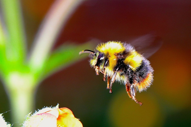 Bumblebee watch