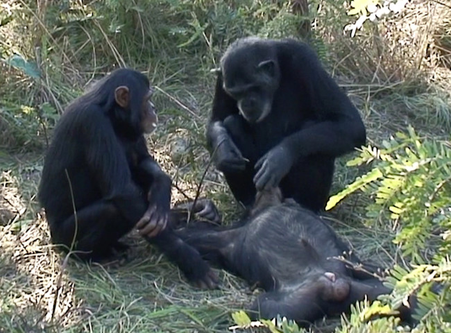chimpsdeath
