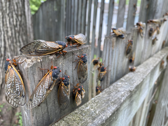 Cicadas on a fence