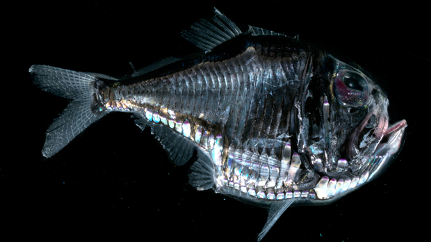 hatchetfish