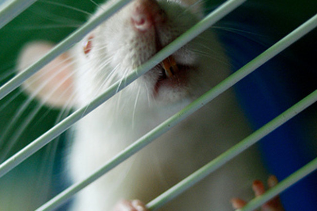 rat2.jpg