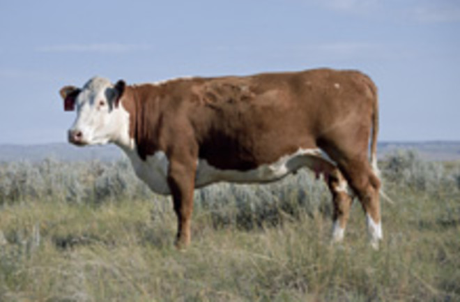 cow-genome-2.jpg