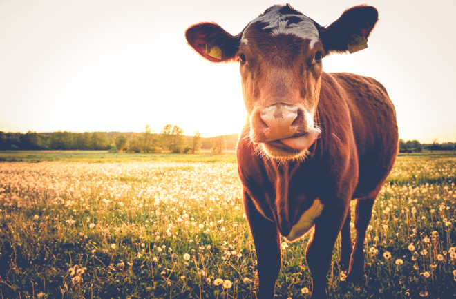 Cow - Shutterstock