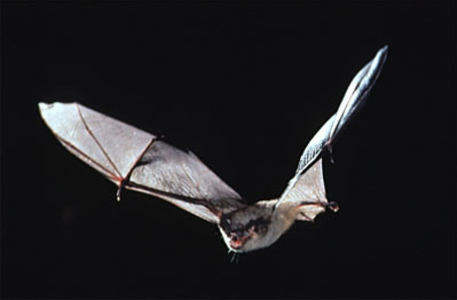 Bat - USFWS