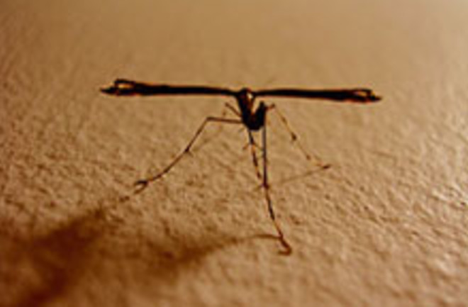 mosquito-brown220.jpg