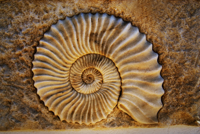 Living fossils
