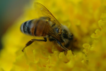 honeybee.jpg