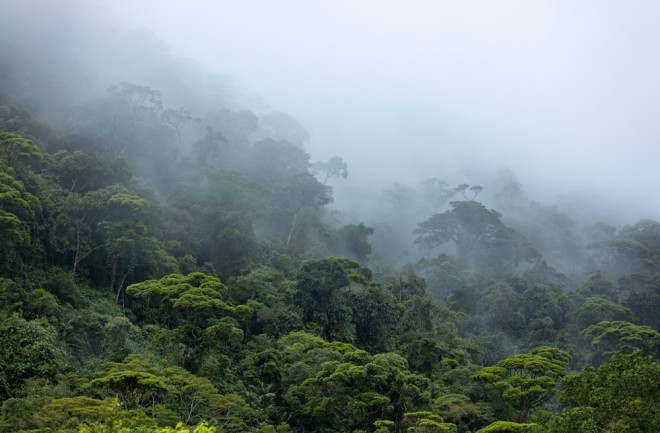 Amazon Rainforest Brazil 