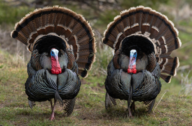 pair of turkeys - shutterstock