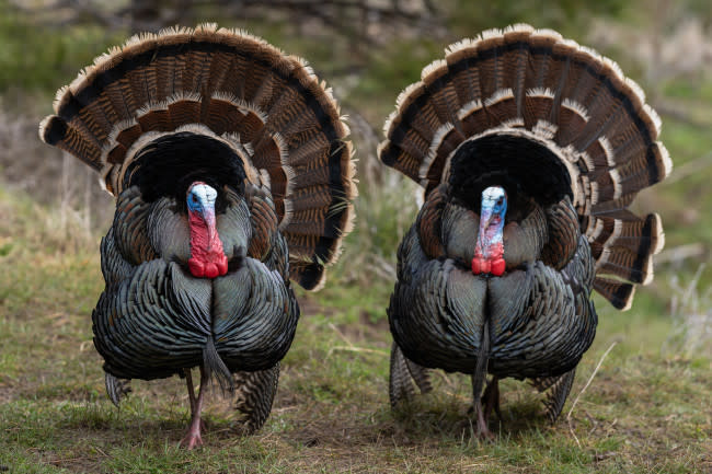 Should the Turkey Replace the Bald Eagle as the National Bird? Ben ...