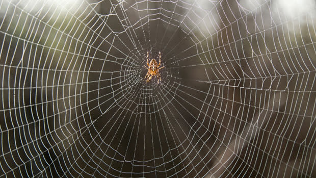 This spider web is strong enough for a bird to sit on, a
