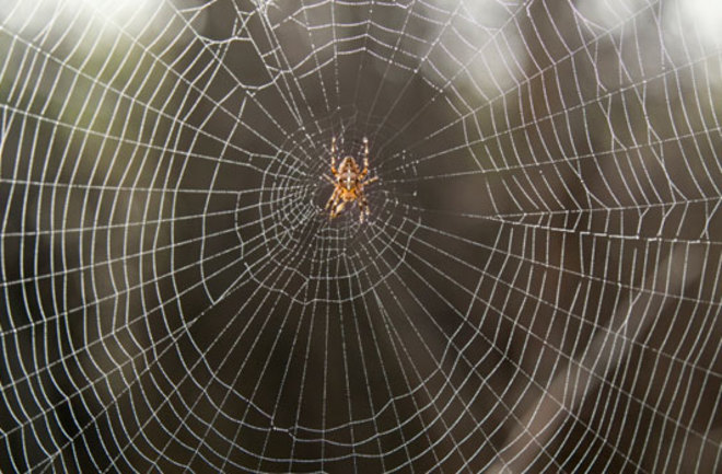 The Chemistry, Biology & Engineering That Make Spider Webs Awesome |  Discover Magazine