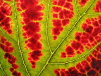 Redandgreenleaf.jpg