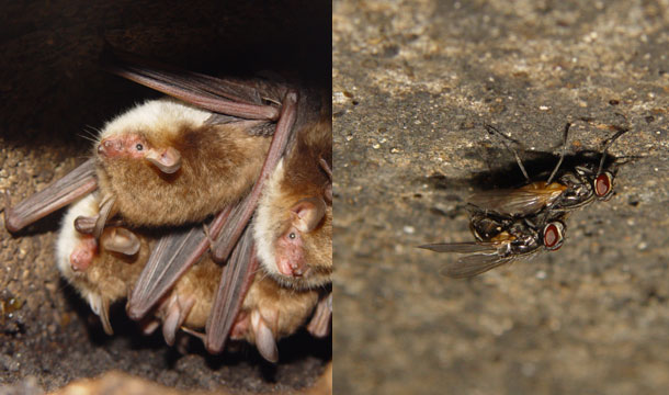 Bat_Flies.jpg