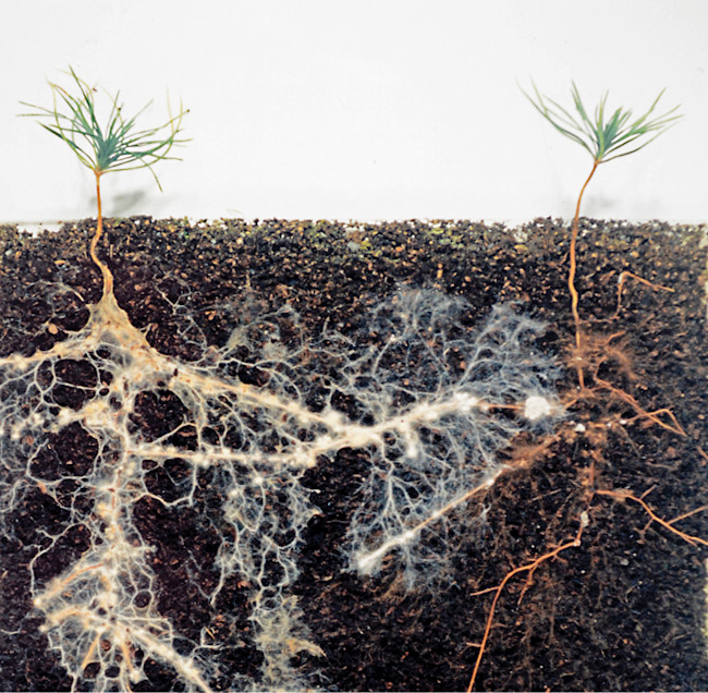 mycorrhizal fungi - David Read - 3 DSC-C0517 02