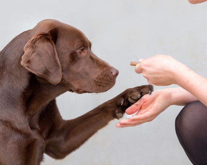 Labrador Retrievers and Humans May Share the Same Obesity Gene