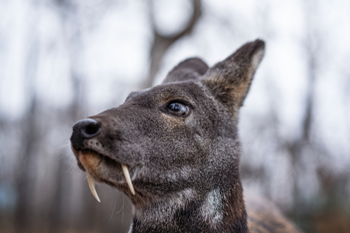 I Ate Bear Meat and It's Not As Weird As It Sounds