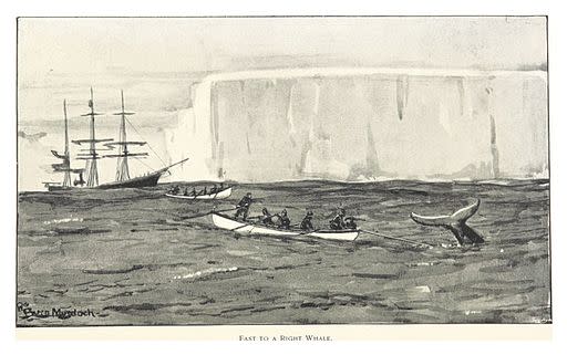 BULL1896_p244_FAST_TO_A_RIGHT_WHALE.jpg