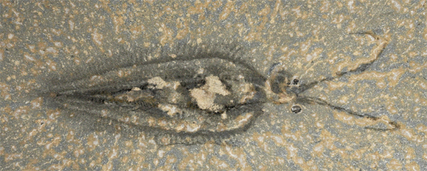 Nectocaris_fossil.jpg