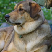 dognition.jpg