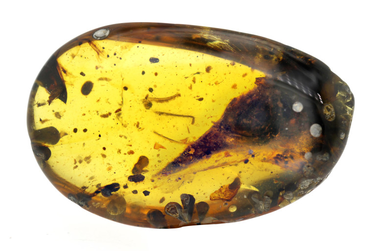 A Tiny Skull Trapped in Amber Reveals One of the Smallest Dinosaurs on Record