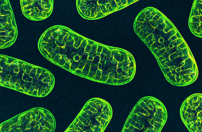 mitochondria 3d 